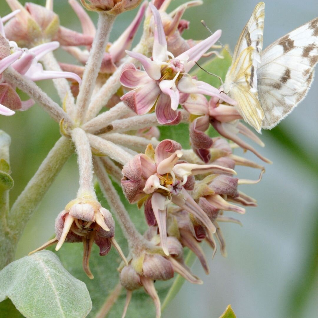 Showy Milkweed  - Asclepias Speciosa
