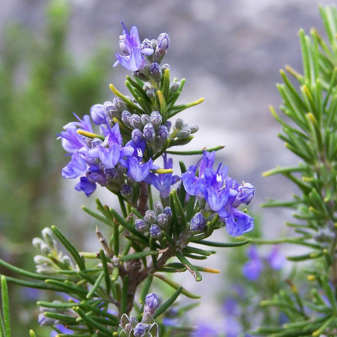 Rosemary Herb Seeds