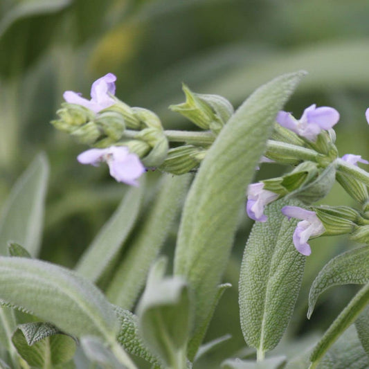 Sage Herb Seeds