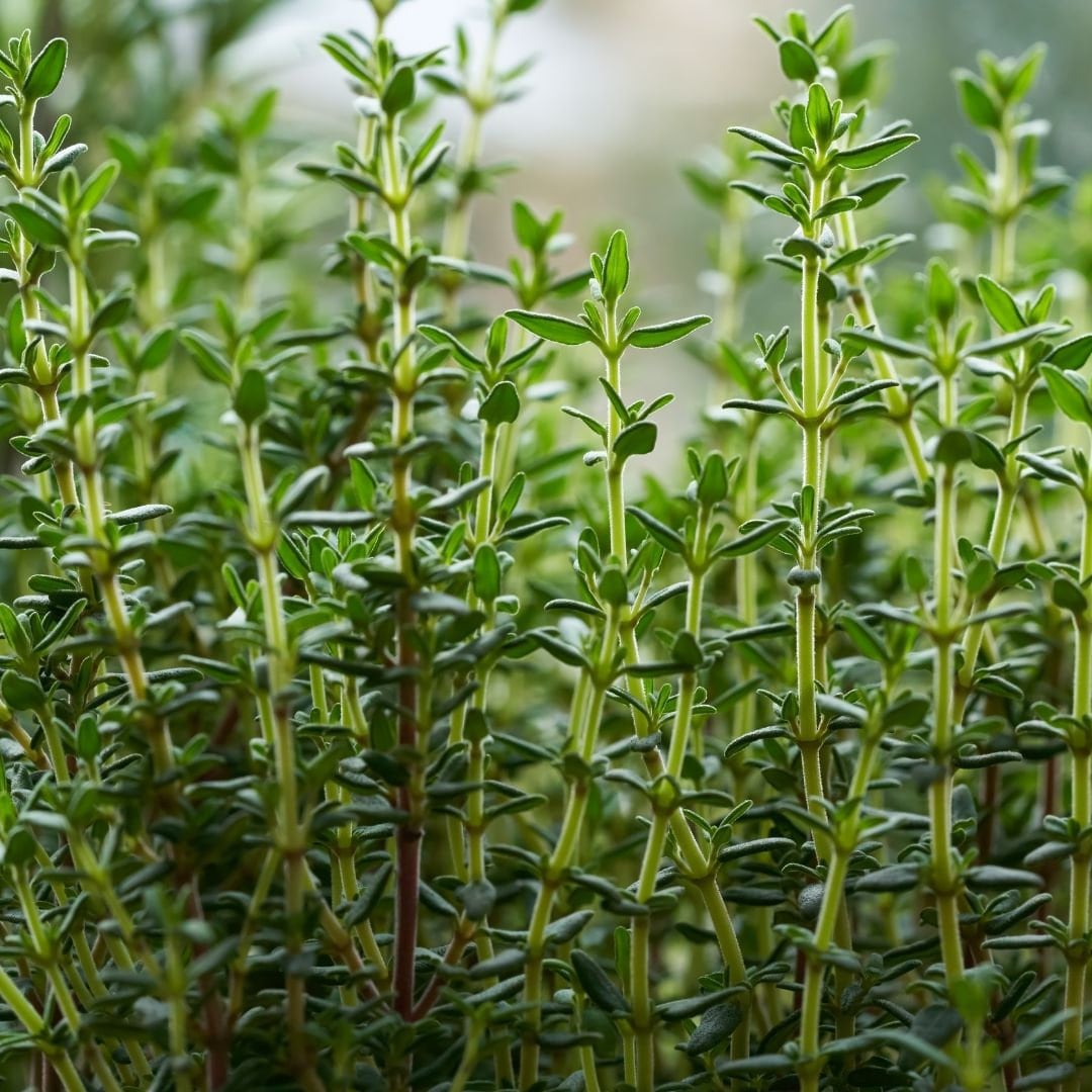 Thyme - English Thyme Herb Seeds