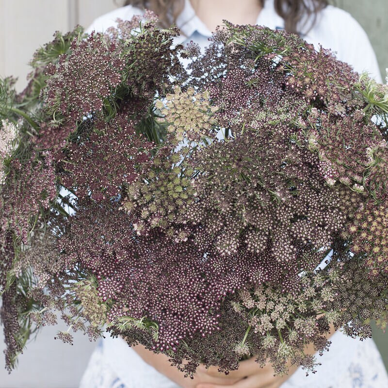 Queen Anne's Lace - Dara