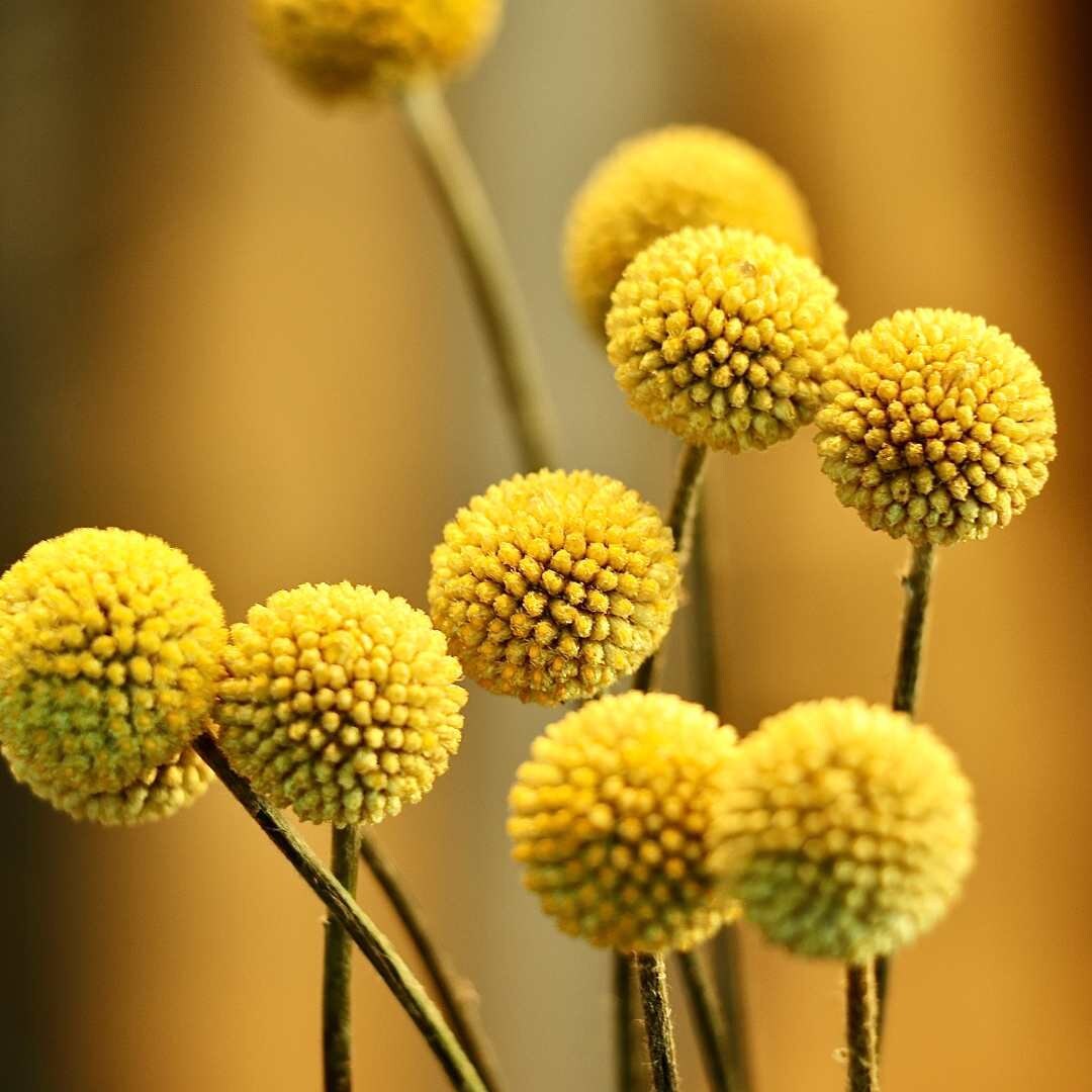 Sun Ball - Billy Buttons or Drumstick Flower