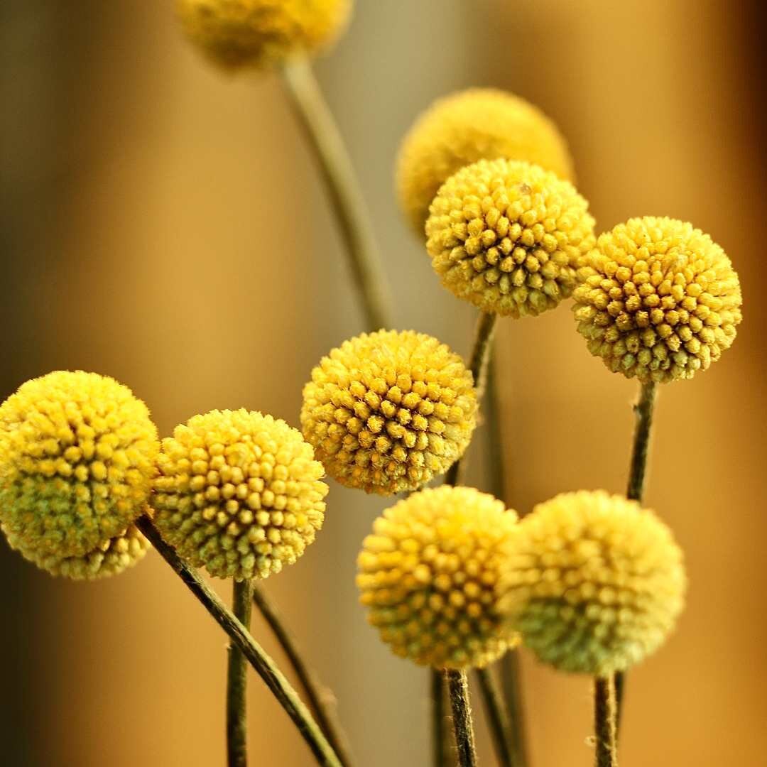 Billy Buttons - Sun Ball or Drumstick Flower