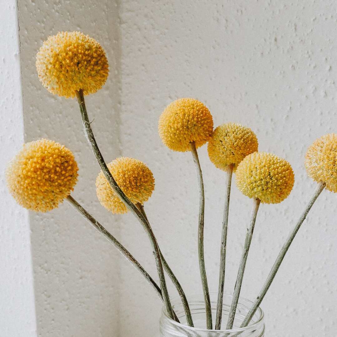 Sun Ball - Billy Buttons or Drumstick Flower
