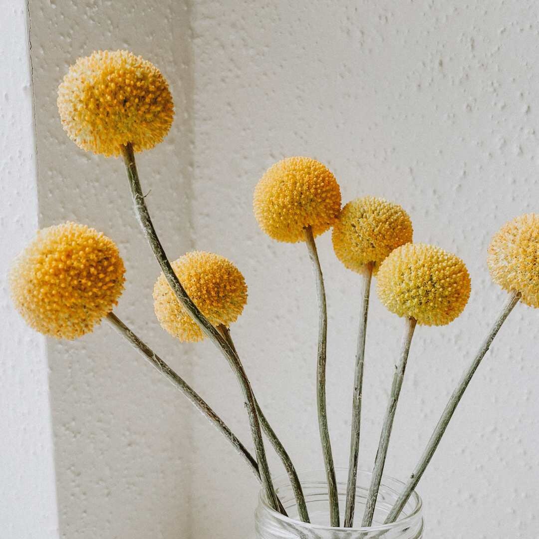 Billy Buttons - Sun Ball or Drumstick Flower