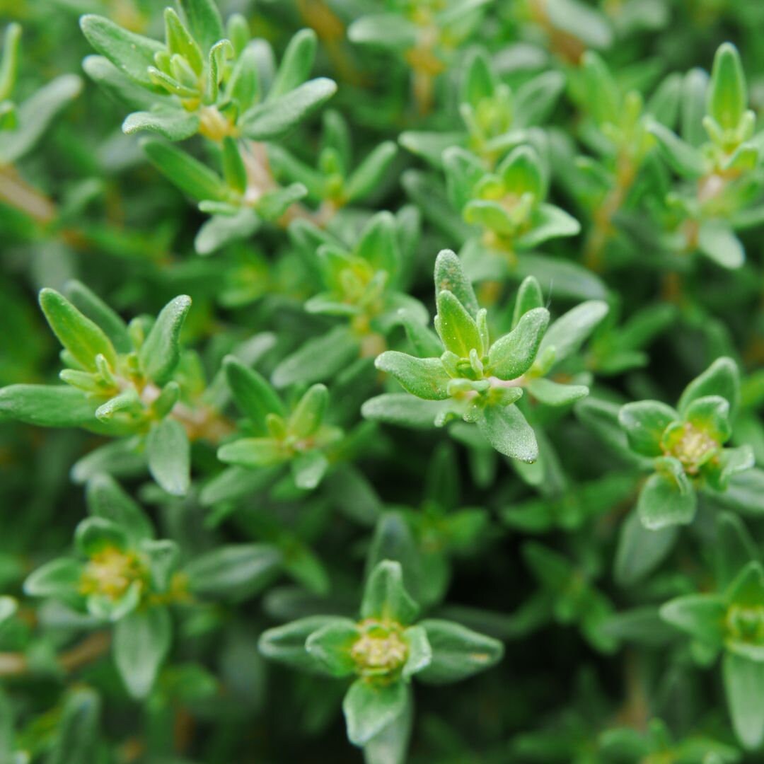 Thyme - English Thyme Herb Seeds