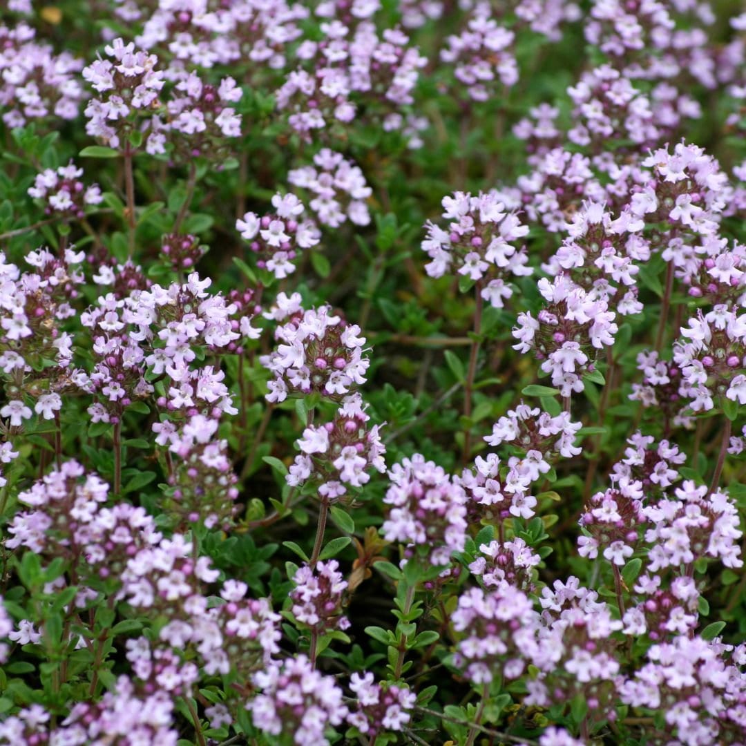 Thyme - English Thyme Herb Seeds