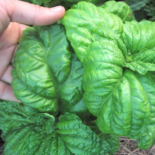 Basil - Giant Lettuce Leaf - Circle Farms seeds