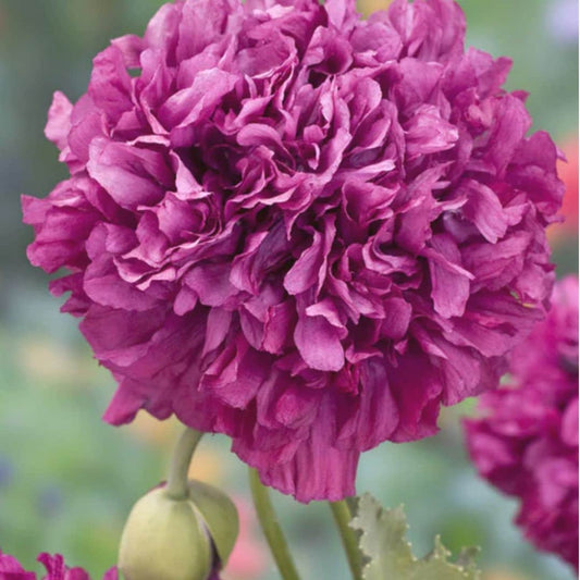 Lavender Purple Peony Poppy