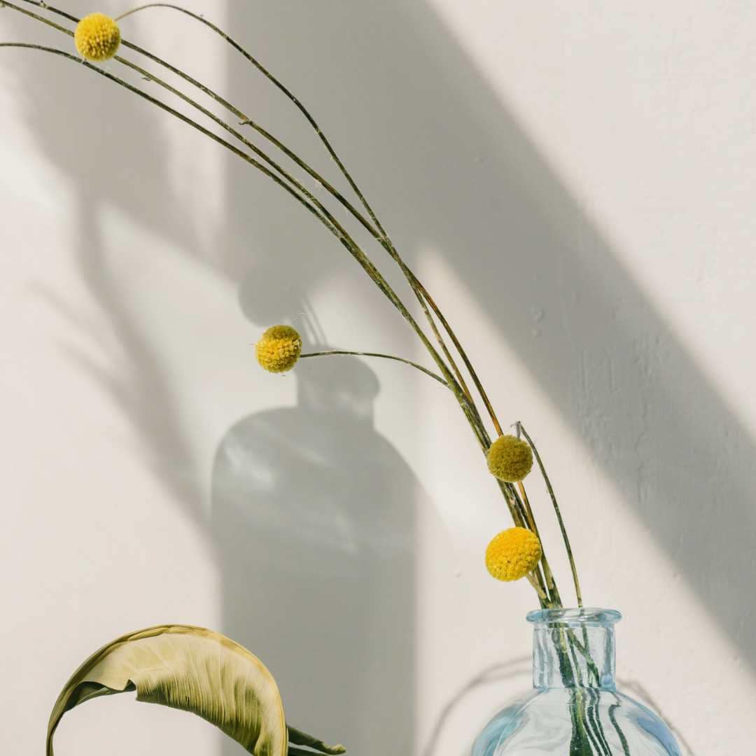Billy Buttons - Sun Ball or Drumstick Flower