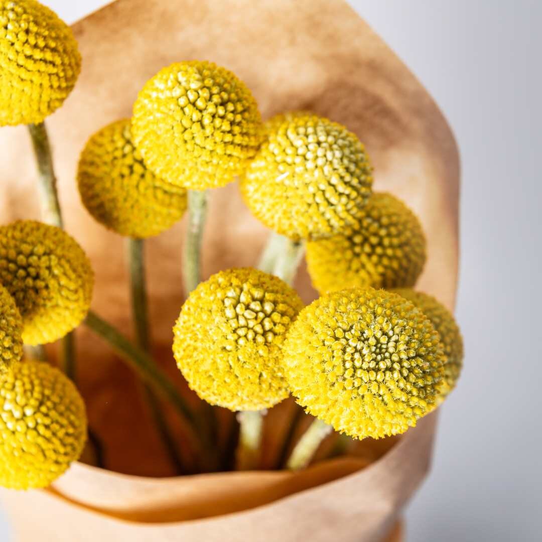 Billy Buttons - Sun Ball or Drumstick Flower