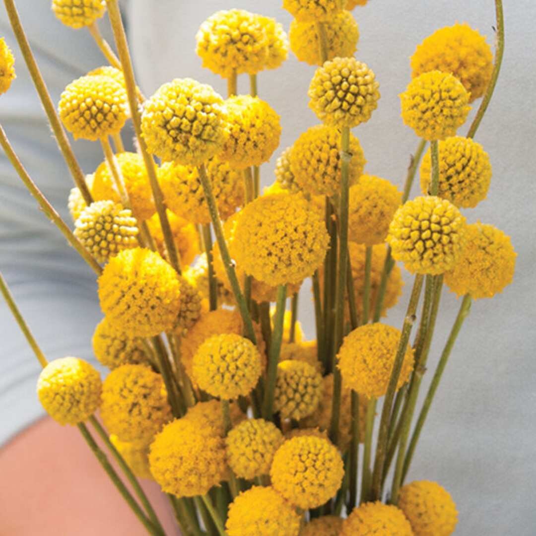 Billy Buttons - Sun Ball or Drumstick Flower