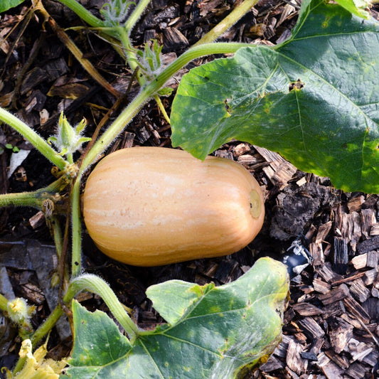 Squash - Spaghetti