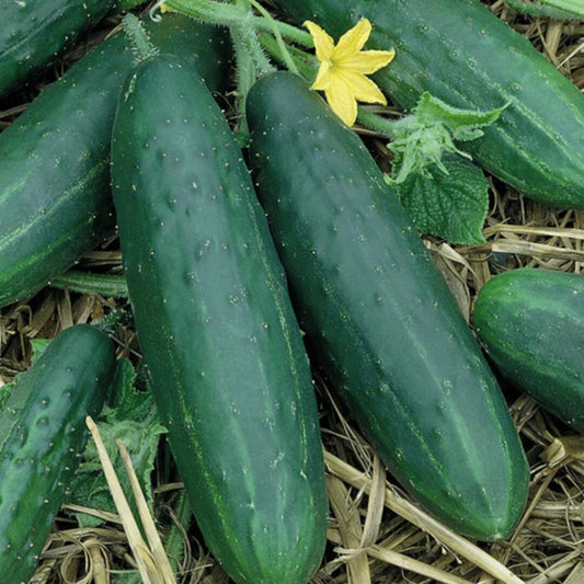 Cucumber - Spacemaster (Compact)