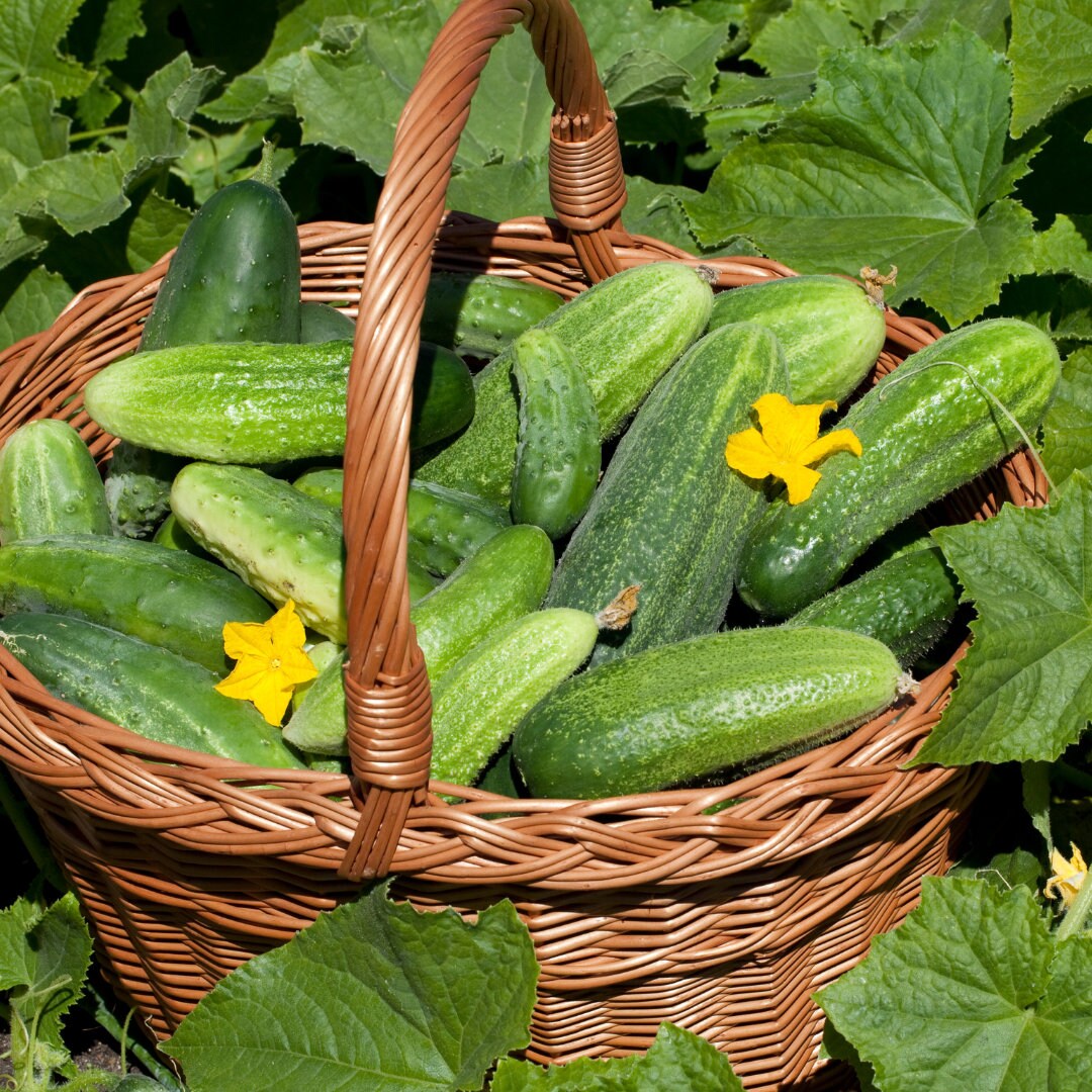 Cucumber - Spacemaster (Compact)