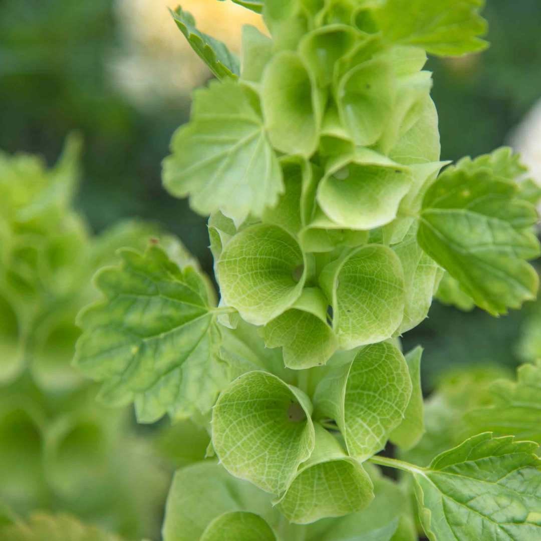 Bells of Ireland - Circle Farms seeds