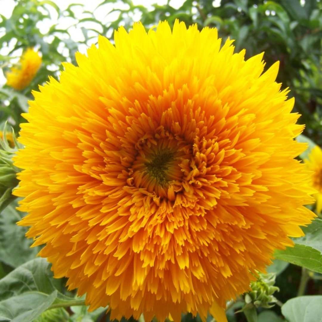 Teddy Bear Dwarf Sunflower
