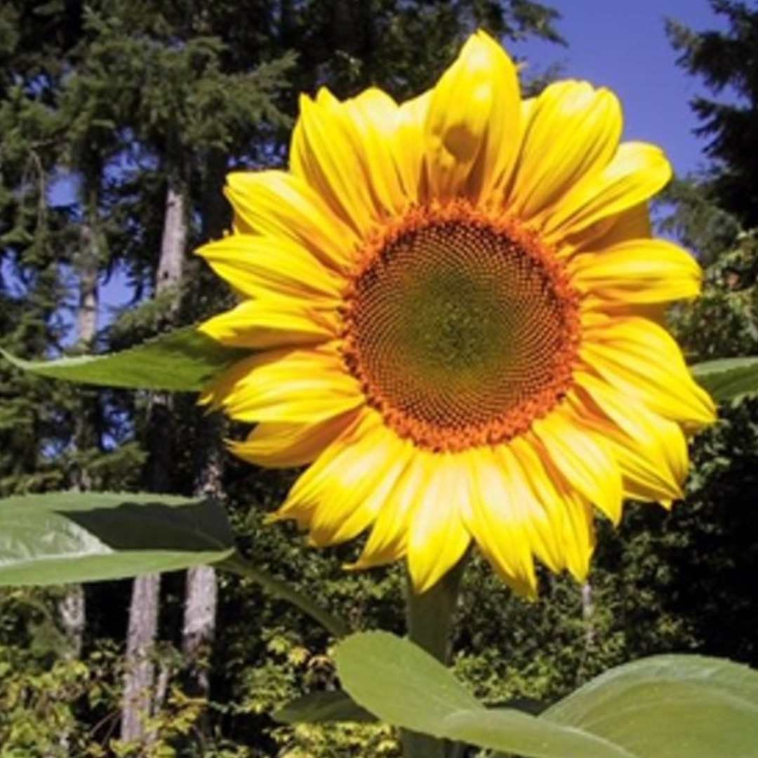 Mammoth Grey Stripe Sunflower