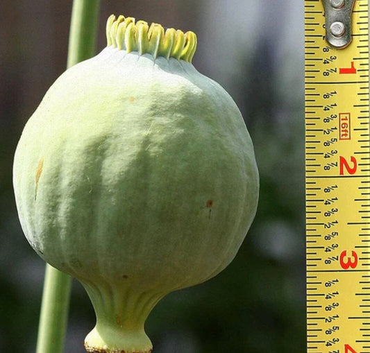 Giganthemum Giant Poppy