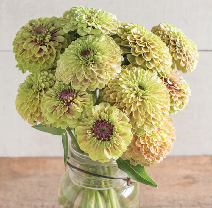 Zinnia - Queen Lime Blush