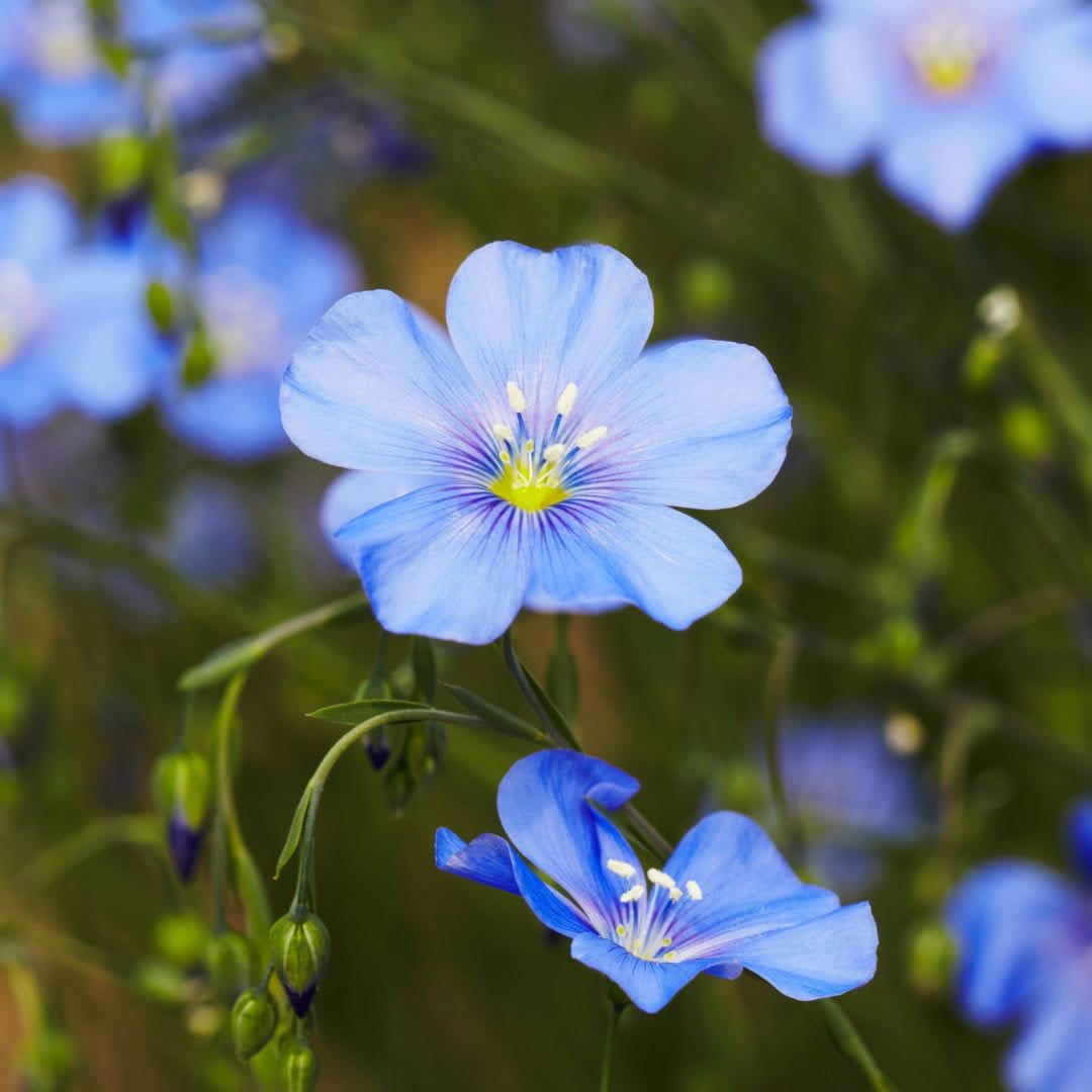 Blue Flax Flower