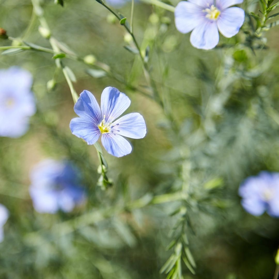 Blue Flax Flower