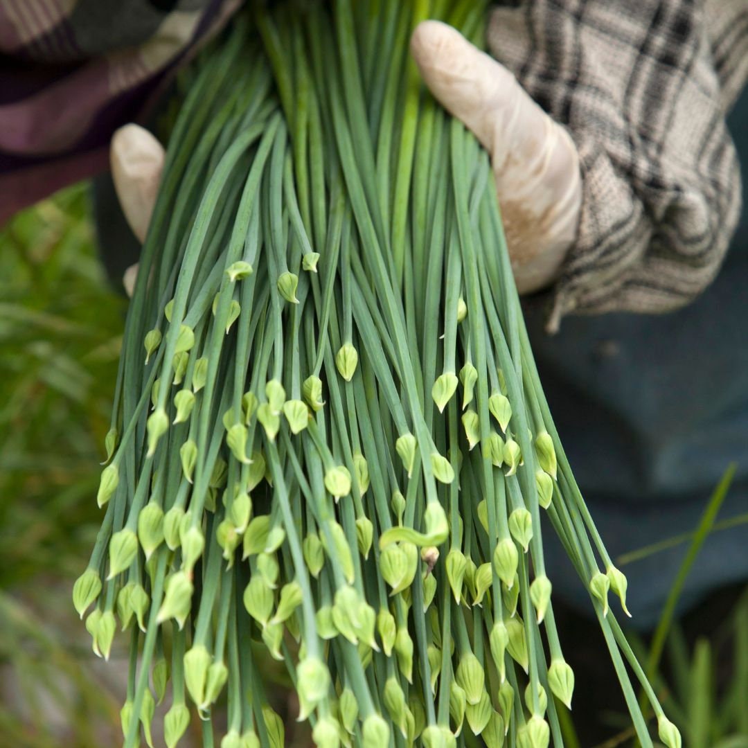 Chives - Garlic