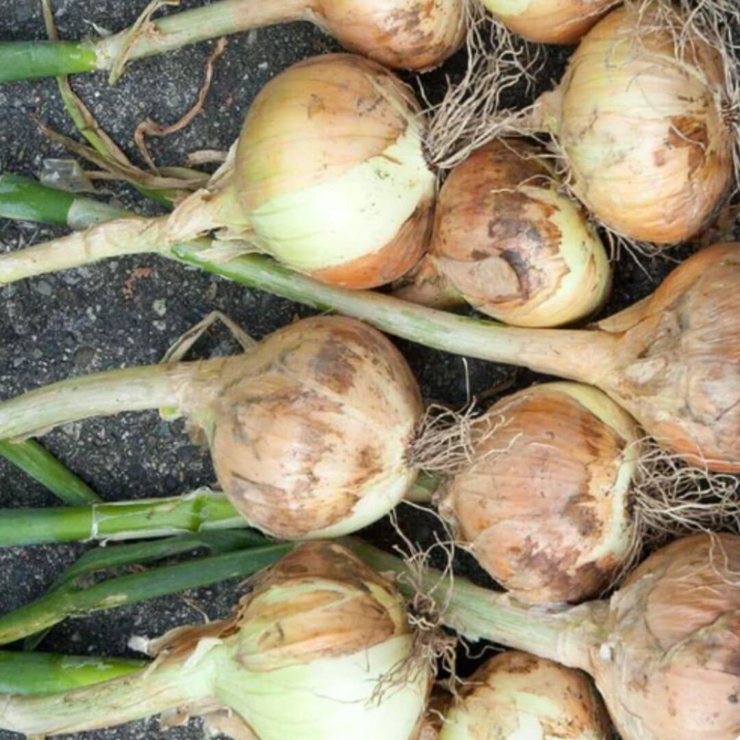 Onion - Walla Walla