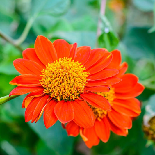 Sunflower - Mexican