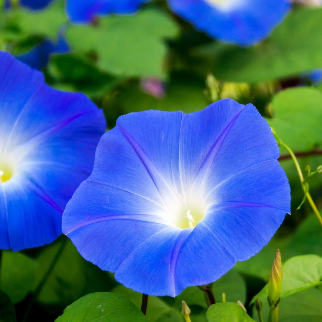 Morning Glory - Blue Bagua