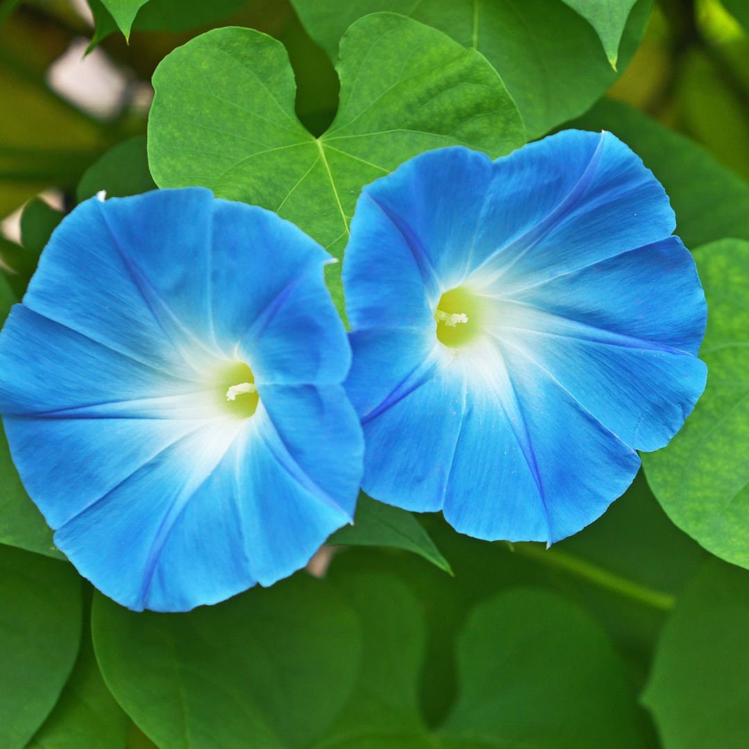 Morning Glory - Blue Bagua