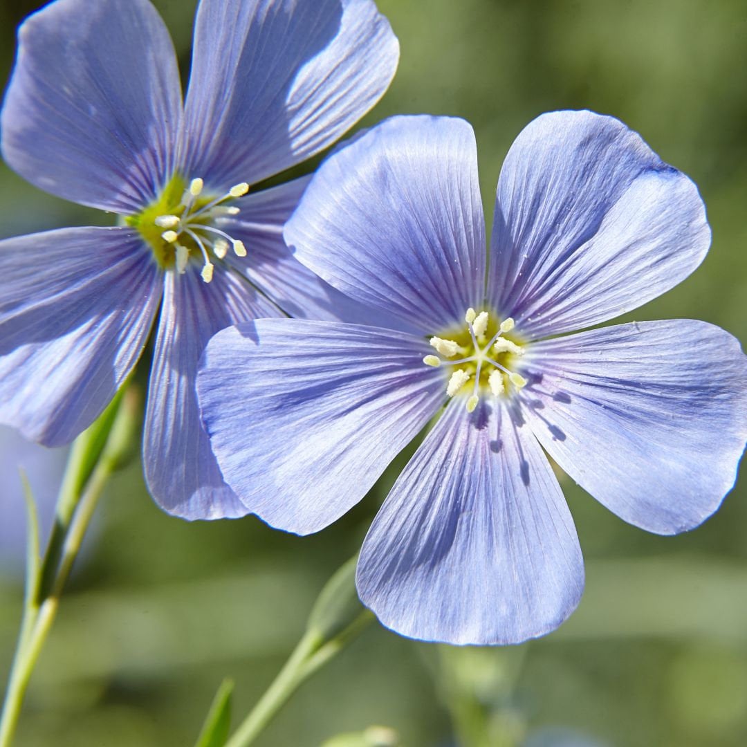 Blue Flax Flower