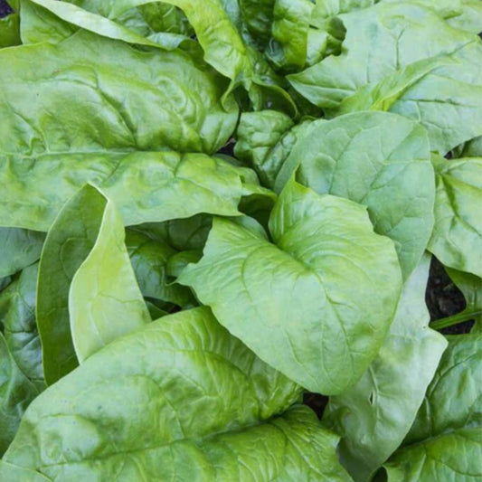 Spinach - Monstrueux de Viroflay