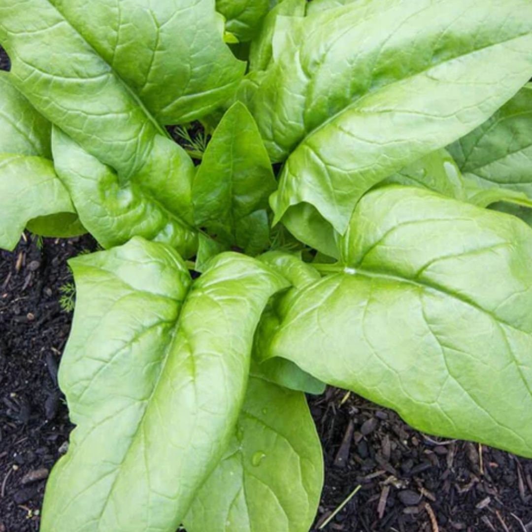Spinach - Monstrueux de Viroflay