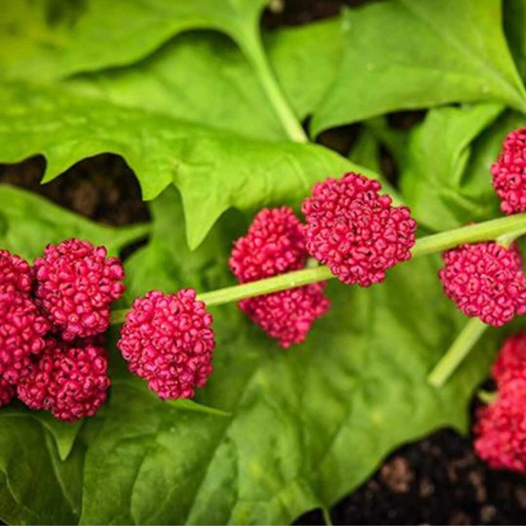 Spinach - Strawberry