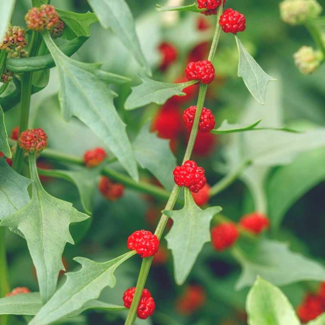 Spinach - Strawberry
