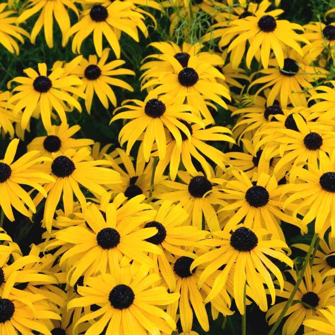 Rudbeckia Triloba Black Eyed Susan