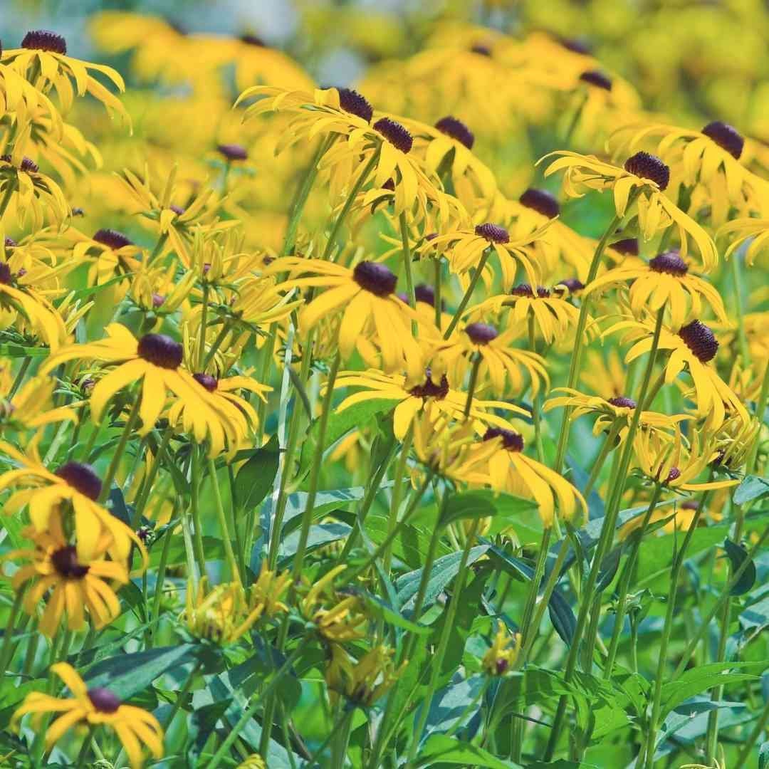 Rudbeckia Triloba Black Eyed Susan