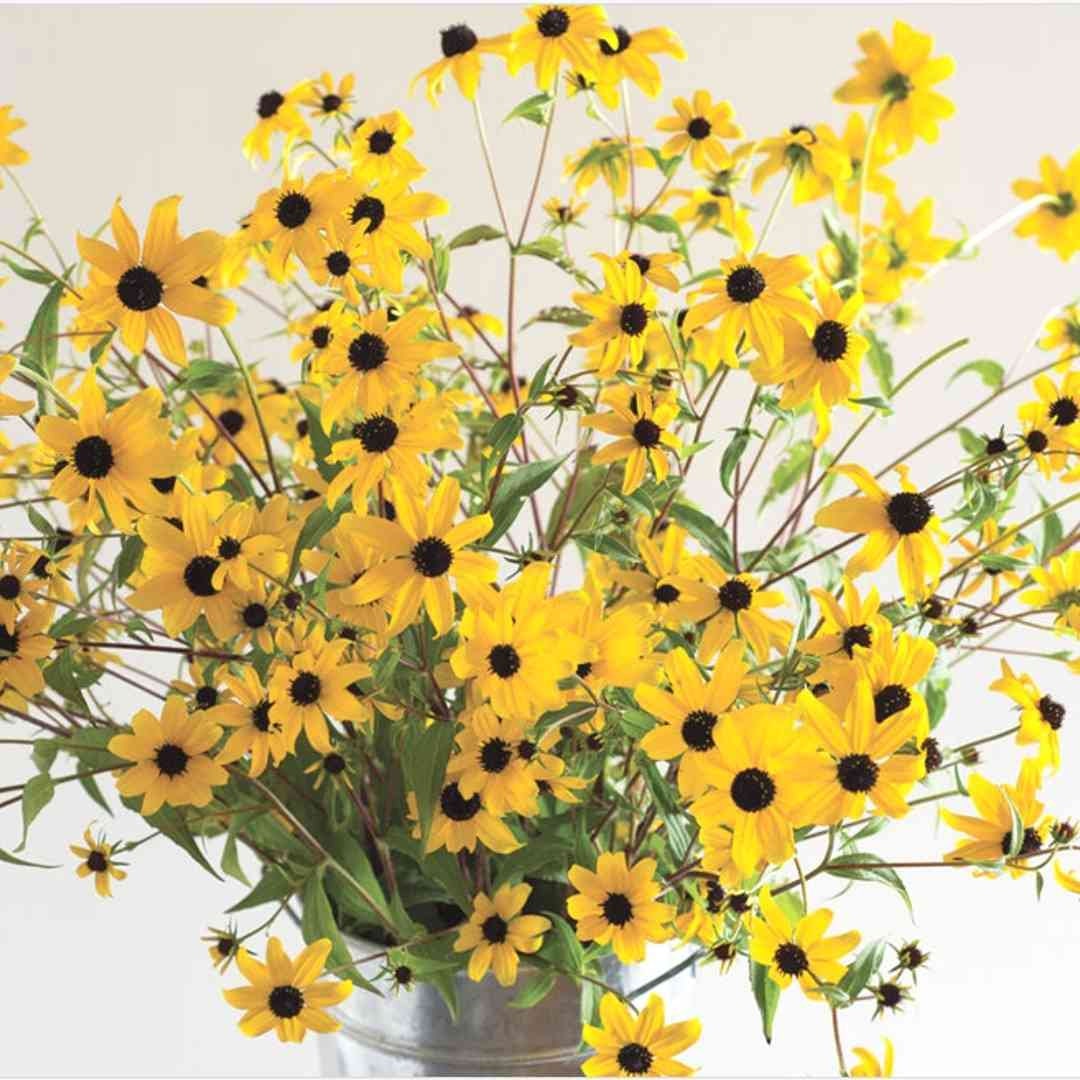 Rudbeckia Triloba Black Eyed Susan