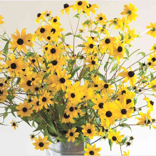 Rudbeckia Triloba Black Eyed Susan