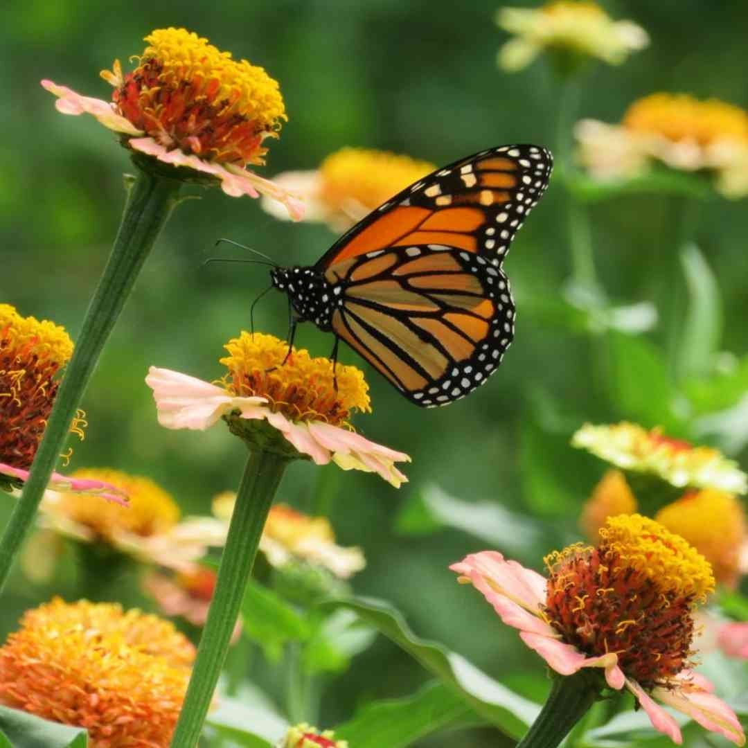 Zinnia - Zinderella Peach