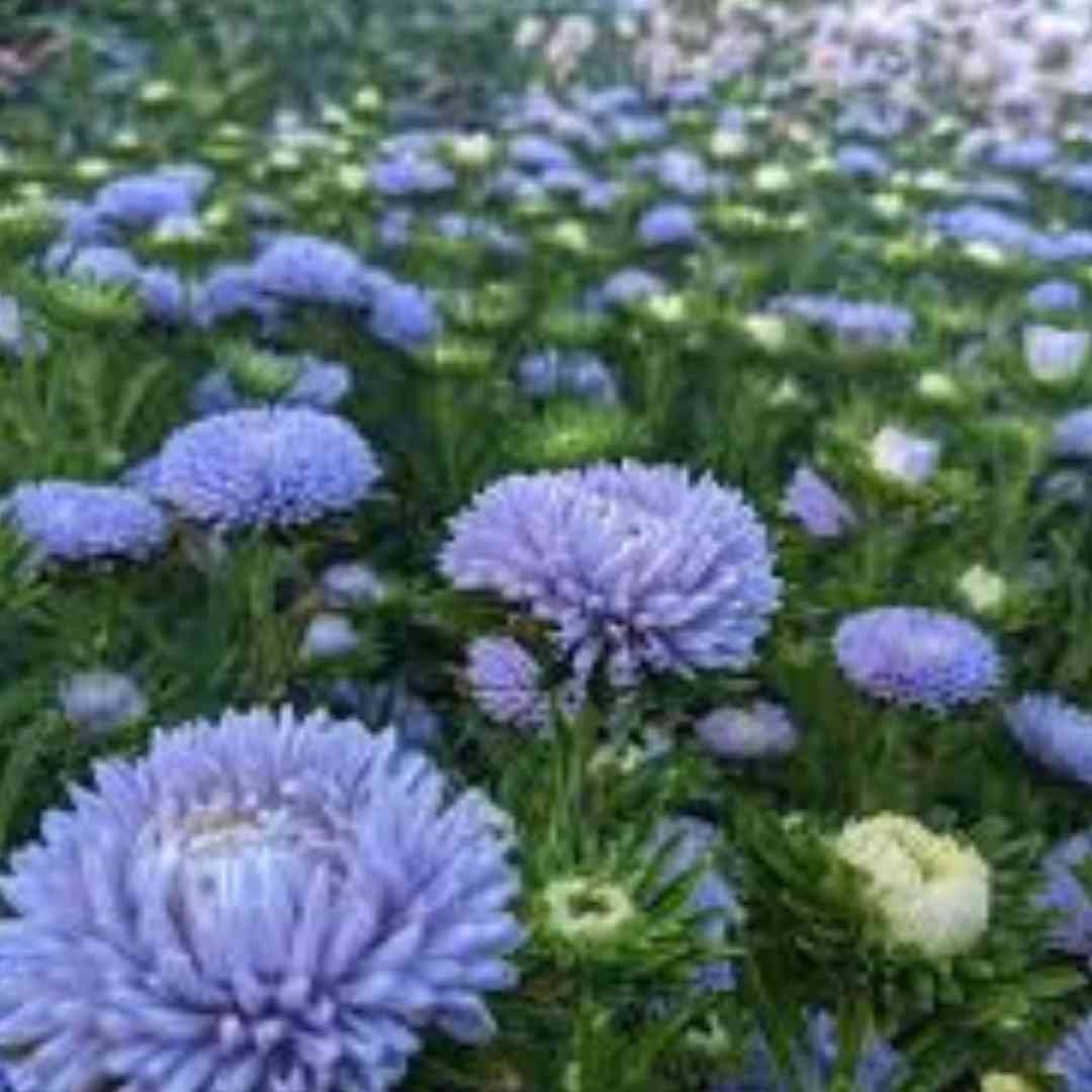 Aster - King Size Lady Lavender
