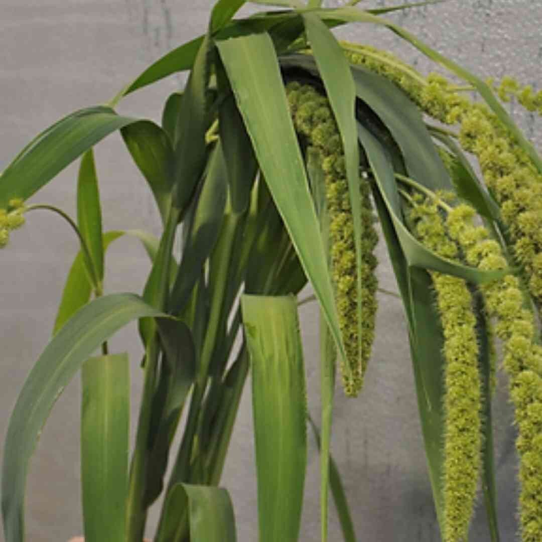 Lime Millet Ornamental Grass Seeds