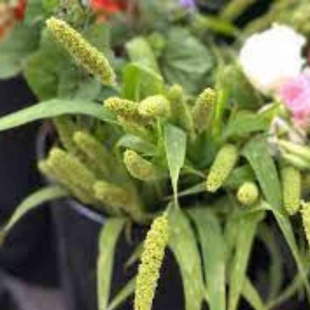 Lime Millet Ornamental Grass Seeds