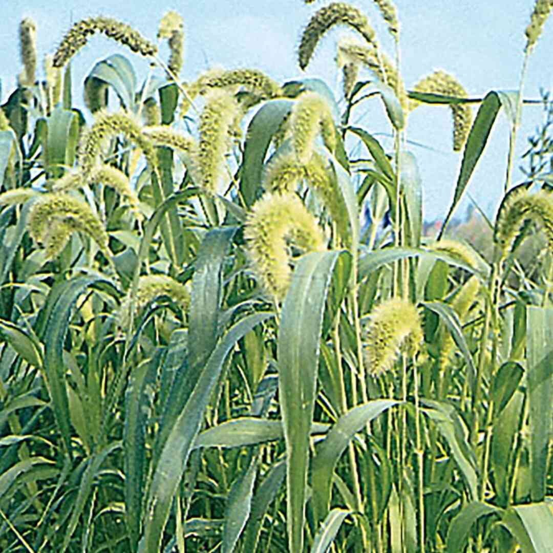 Lime Millet Ornamental Grass Seeds