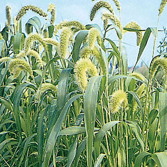 Lime Millet Ornamental Grass Seeds