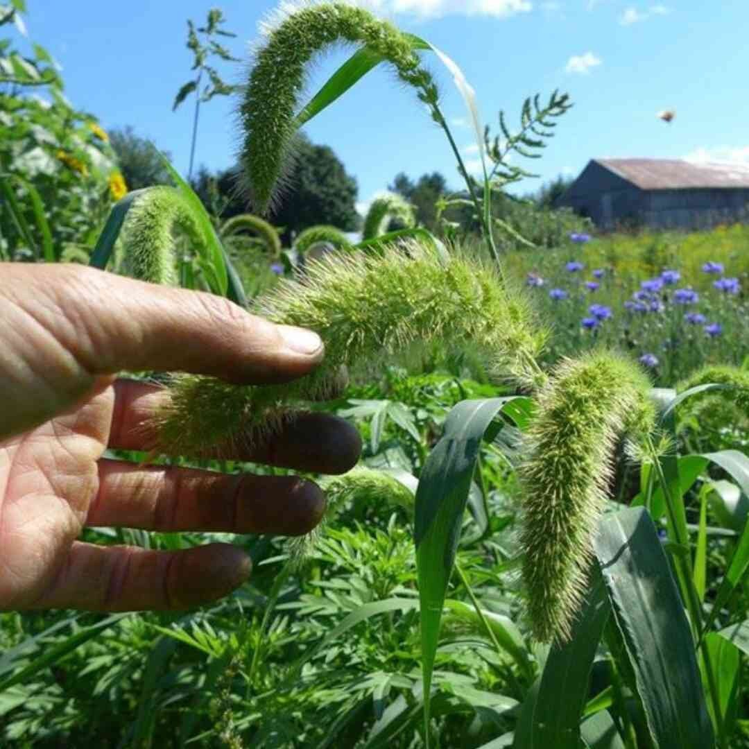 Lime Millet Ornamental Grass Seeds