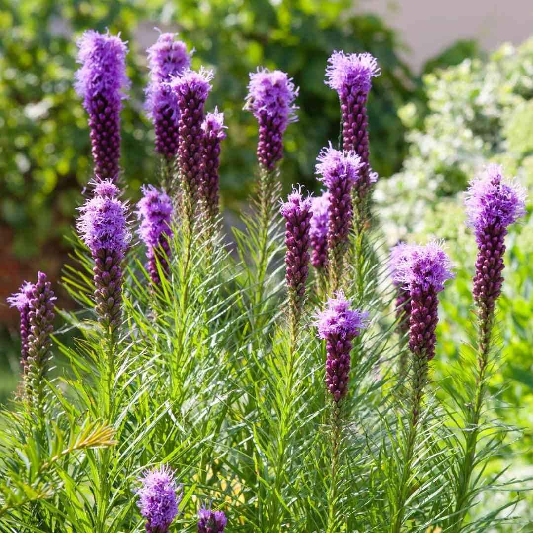 Liatris Blazing Star Seeds