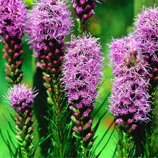 Liatris Blazing Star Seeds