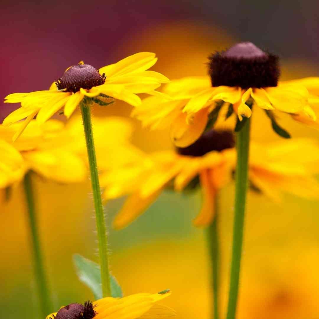 Rudbeckia Triloba Black Eyed Susan